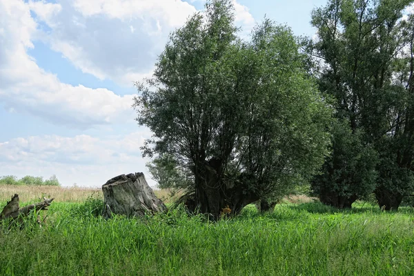 Pil træ på eng af havel flod (Tyskland ) - Stock-foto