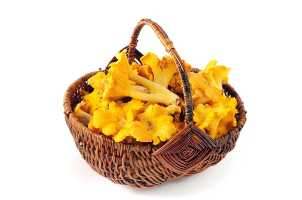 篮子里的金色蘑菇蘑菇 — 图库照片