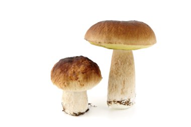 grouo taze kuruş topuz izole arka plan üzerinde