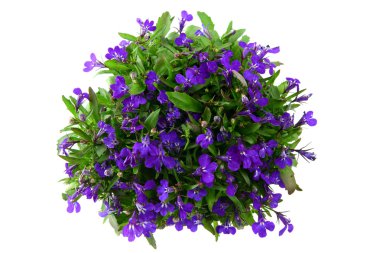 izole beyaz zemin üzerine mavi Lobelia çiçek saksı