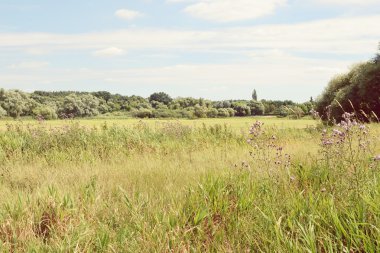 Havel Nehri manzaraya yaz saati (Havelland, Almanya). Vinta