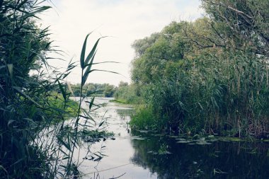 Havel Nehri yatay yaz eski söğüt ağaçları. Vinta