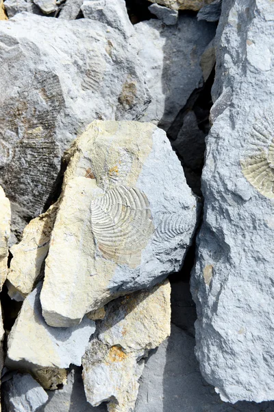 Kayanın üzerinde fosilleşmiş kabuk — Stok fotoğraf