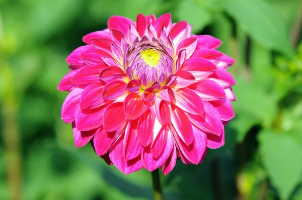 Purple red Dahlia in flowerbed. summertime. — Stock Photo, Image