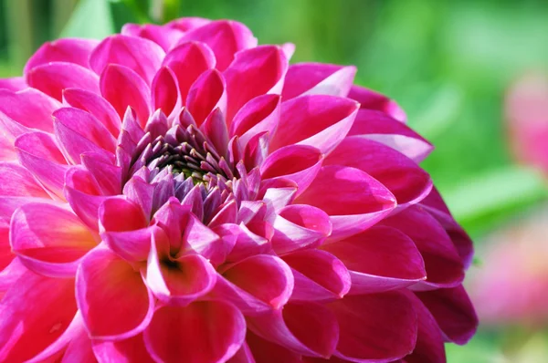 Purple red Dahlia in flowerbed. summertime. — Stock Photo, Image