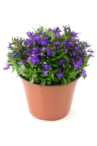 Pot de fleurs de Lobelia bleu sur fond blanc isolé — Photo