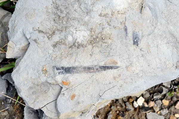 Belemnite fossilisée dans le calcaire — Photo