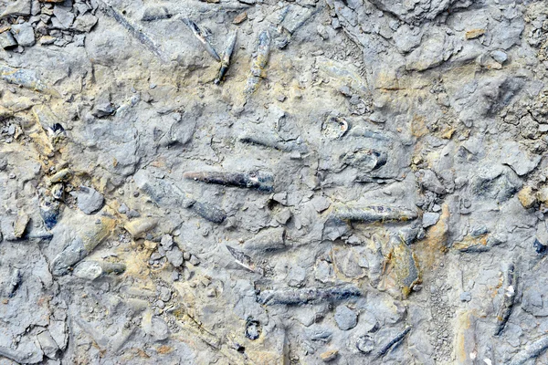Belemnita fossilizada em calcário — Fotografia de Stock