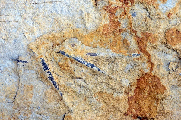Belemnite fossilisée dans le calcaire — Photo