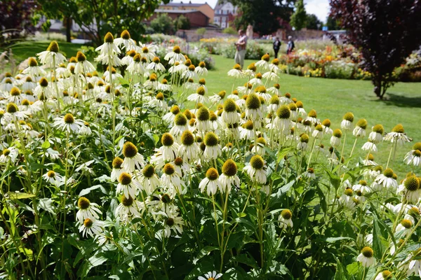 White echinacea flower in flowerbed — Stock Photo, Image