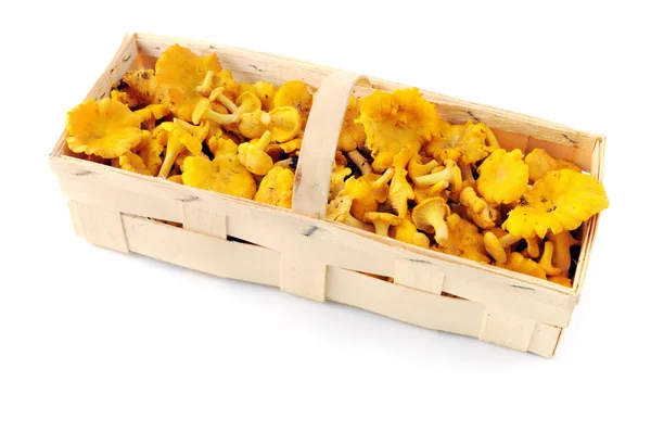 新鲜的金色蘑菇蘑菇在篮子里 — 图库照片