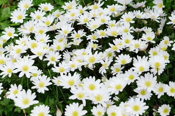 Fundo de anêmona de madeira na primavera — Fotografia de Stock