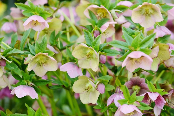 Hellebores bloesem in het voorjaar. Vintage retoucheren van afbeelding — Stockfoto