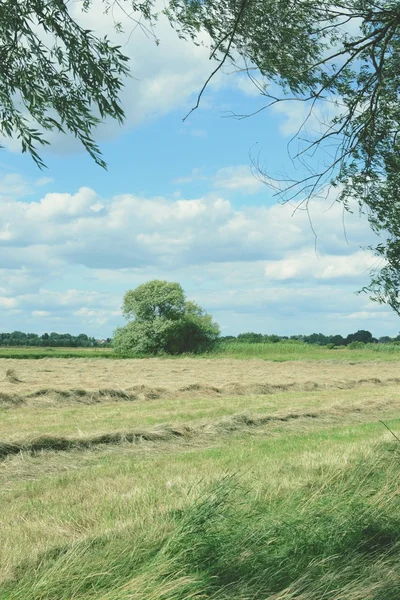 Hay on a meadow at Havel river in Havelland (Brandenburg, German — Stock Photo, Image