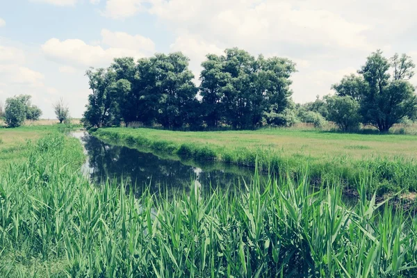 Havel flodlandskap med gamla willow träd sommartid. Vinta — Stockfoto