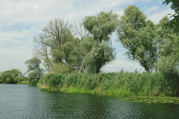 Havel river landscape with old willow trees in summertime. Vinta — Stock Photo, Image