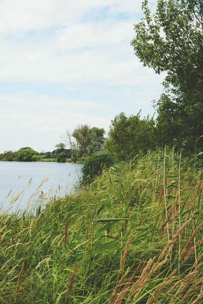 Havel paesaggio fluviale con vecchi salici in estate. Vinta — Foto Stock
