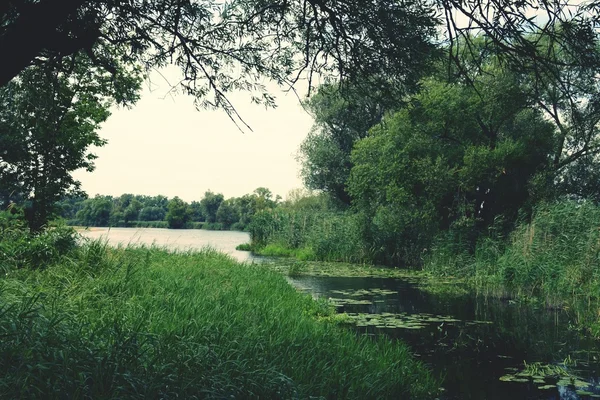 Paisagem do rio Havel com salgueiros velhos no verão. Vinta. — Fotografia de Stock