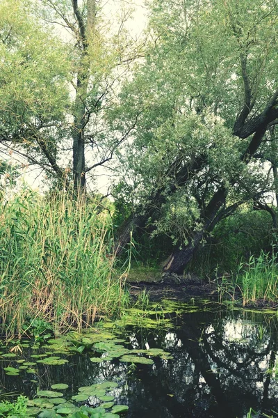 Paisagem do rio Havel com salgueiros velhos no verão. Vinta. — Fotografia de Stock