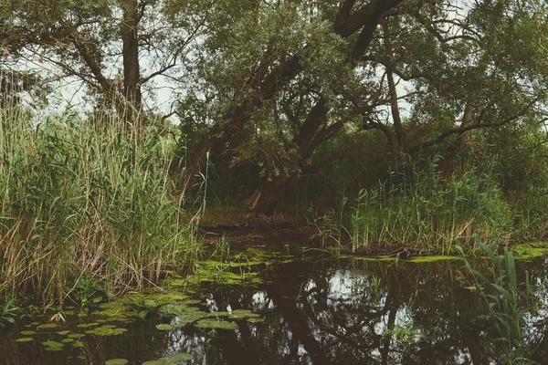 Havel river landscape with old willow trees in summertime. Vinta — Stock Photo, Image