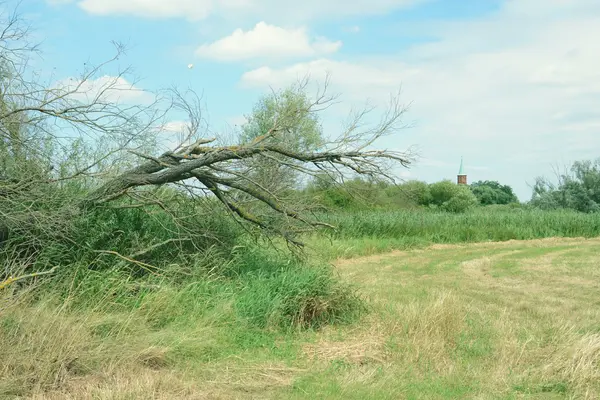 Havel Flusslandschaft mit abgestorbenen Weiden. Sturmschäden. Vinta — Stockfoto