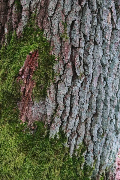 Corteza de roble con planta de musgo. Fondo natural . — Foto de Stock