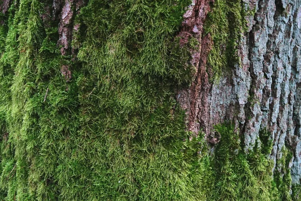 Corteza de roble con planta de musgo. Fondo natural . — Foto de Stock