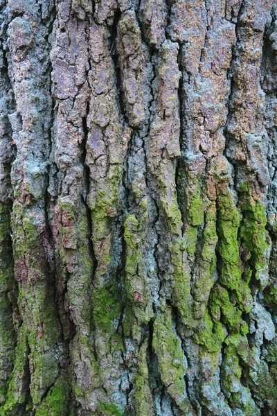 Oak bark with moss plant. natural background. — Stock Photo, Image