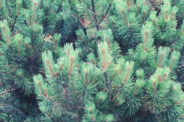 dağ çam tam kare doğal arka plan olarak.