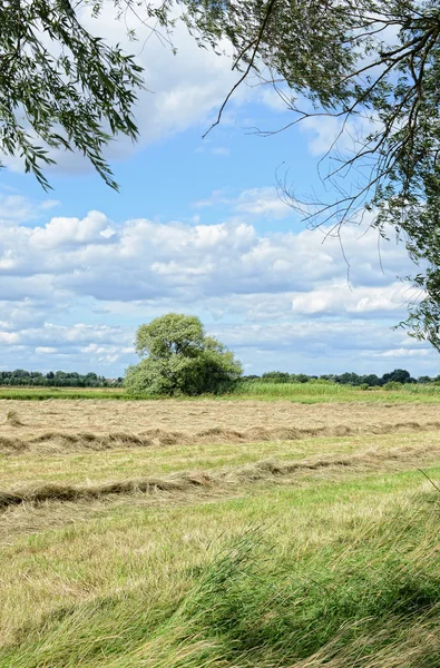 Idyllic landscape of meadow path and bushes around — Stock Photo, Image