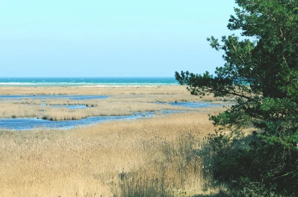 Gå gjennom Western Pomerania Lagoon Area nasjonalpark – stockfoto