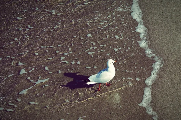 Seagull walking along on the beach of baltic sea. — Stock Photo, Image