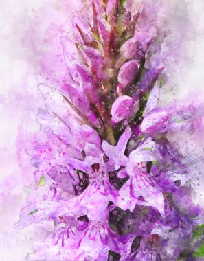Pembe bataklık orkidesinin suluboya resmi (Dactylorhiza majalis)