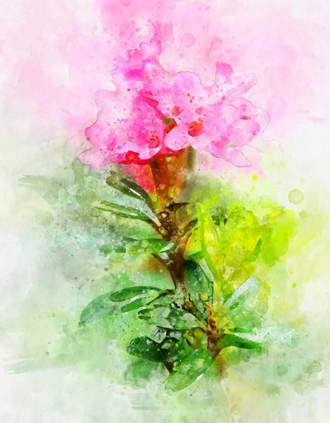 Watercolour Painting Pink Alpenrose — Stock Photo, Image