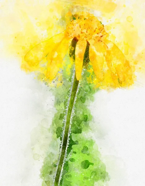 Akwarela Malarstwo Żółty Ziołowy Górski Arnika Arnica Montana Kwiat Roślina — Zdjęcie stockowe