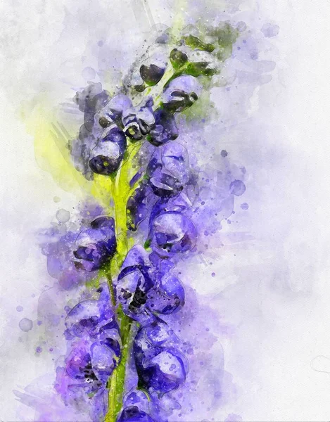 Watercolour Painting Monks Hood Aconitum Napellus Flower Full Bloom Also — Stock Photo, Image
