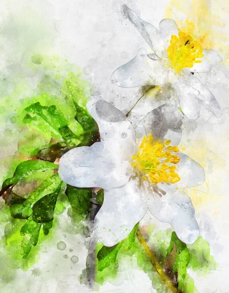 Watercolour Painting White Wood Anemone Flower Also Known Thimbleweed Helmet — Stock Photo, Image