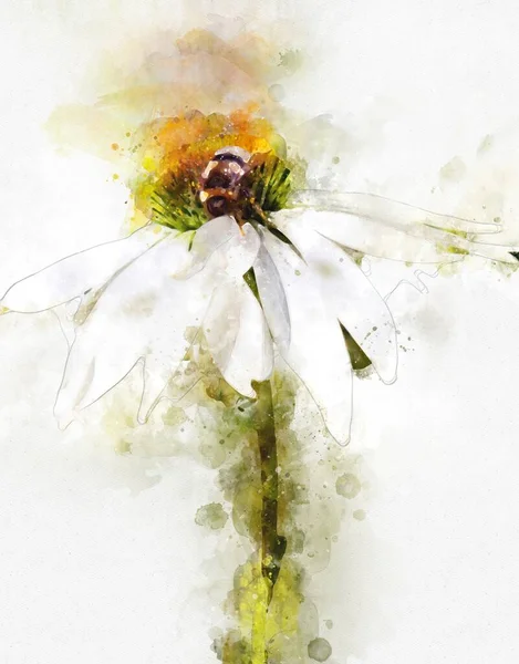 Aquarellmalerei Von Weißem Sonnenhut Echinacea Und Hummel — Stockfoto