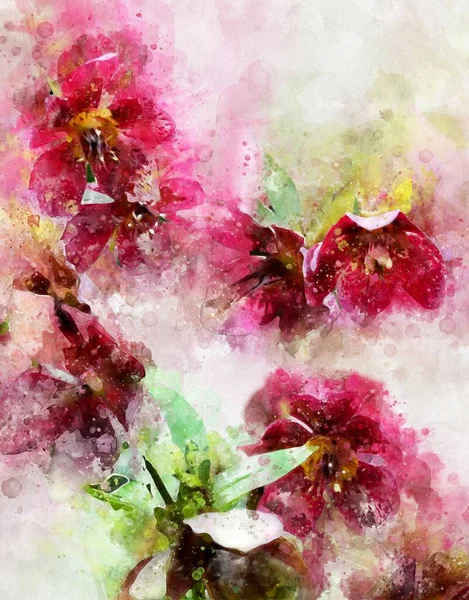 赤いらせん状の花の水彩画 レンテンローズとも呼ばれ クリスマスローズ — ストック写真