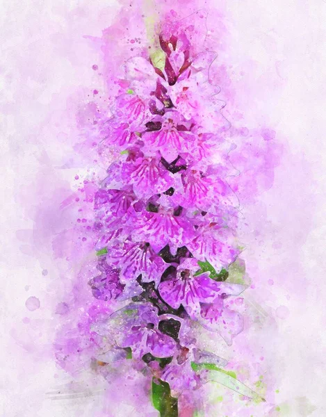 Watercolour Painting Pink Marsh Orchid Dactylorhiza Majalis — Stock Photo, Image