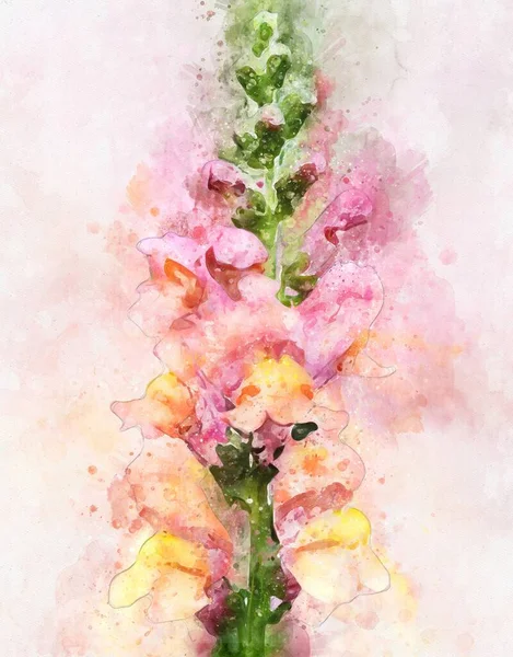 Watercolour Painting Snapdragons Antirrhinum Flower Also Known Dragon Flowers — Stock Photo, Image