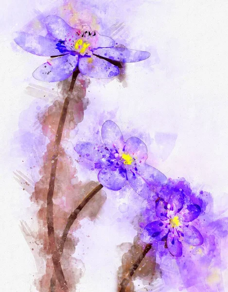 Watercolour Painting Liverwort Hepatica Nobilis Full Bloom — Stock Photo, Image