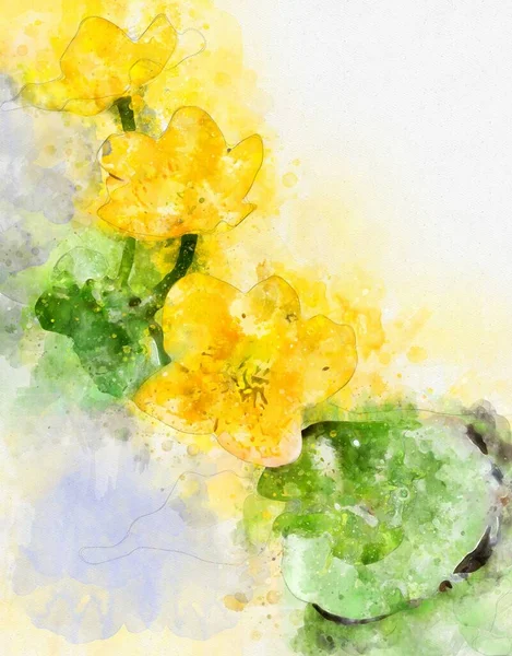 Watercolour Painting Marsh Marigold Caltha Palustris Flower Full Bloom — Stock Photo, Image