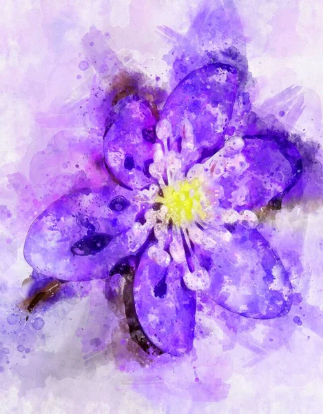 Aquarellmalerei Von Leberblümchen Hepatica Nobilis Voller Blüte Stockfoto