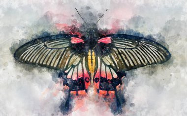 Büyük Mormon Kelebeği 'nin suluboya çizimi (Papilio memnon)