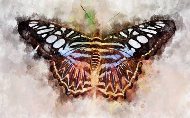 Egzotik mavi kırpıcı kelebeğin suluboya çizimi (Parthenos sylvia)