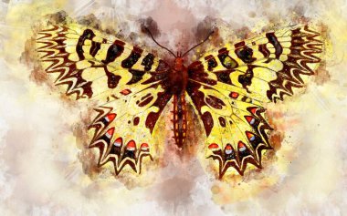 Güney festoon kelebeğinin suluboya çizimi (Zerynthia polyxena)