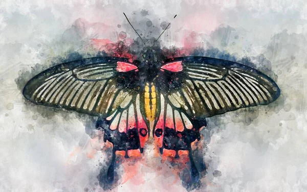 Illustration Aquarelle Grand Papillon Mormon Exotique Papilio Memnon Images De Stock Libres De Droits