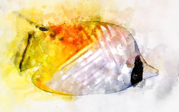 Watercolor Illustration Tropic Threadfin Butterflyfish Chaetodon Auriga — Stock Photo, Image