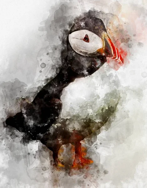 Akvarel Atlantického Puffinu Fratercula Arctica — Stock fotografie